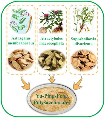 Effects of Yu-Ping-Feng polysaccharides on animal growth performance and immune function: a review